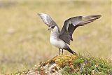 Parasitic Jaeger